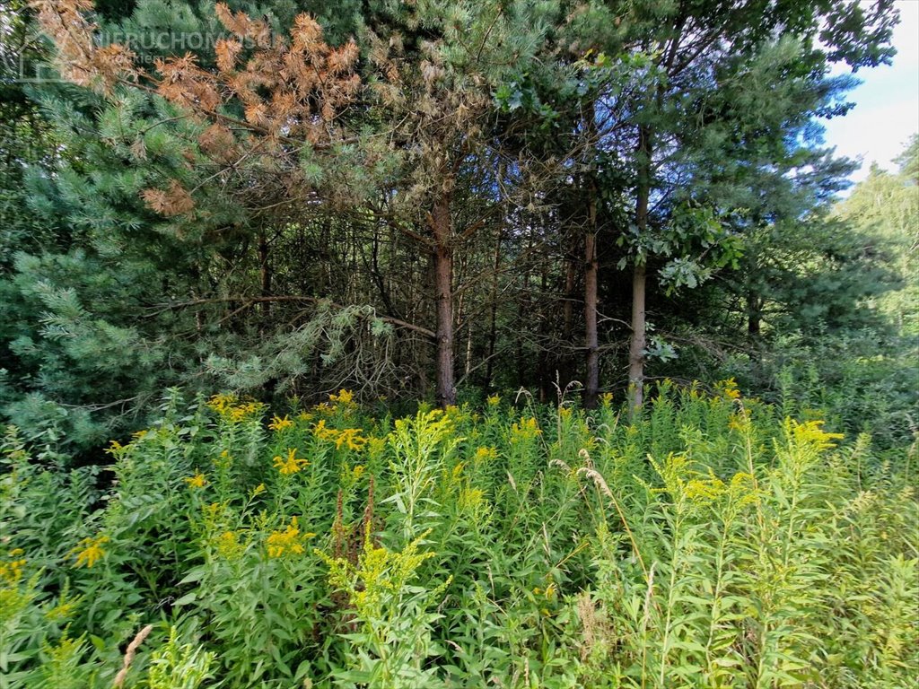 Działka leśna na sprzedaż Pojawie  10 700m2 Foto 10