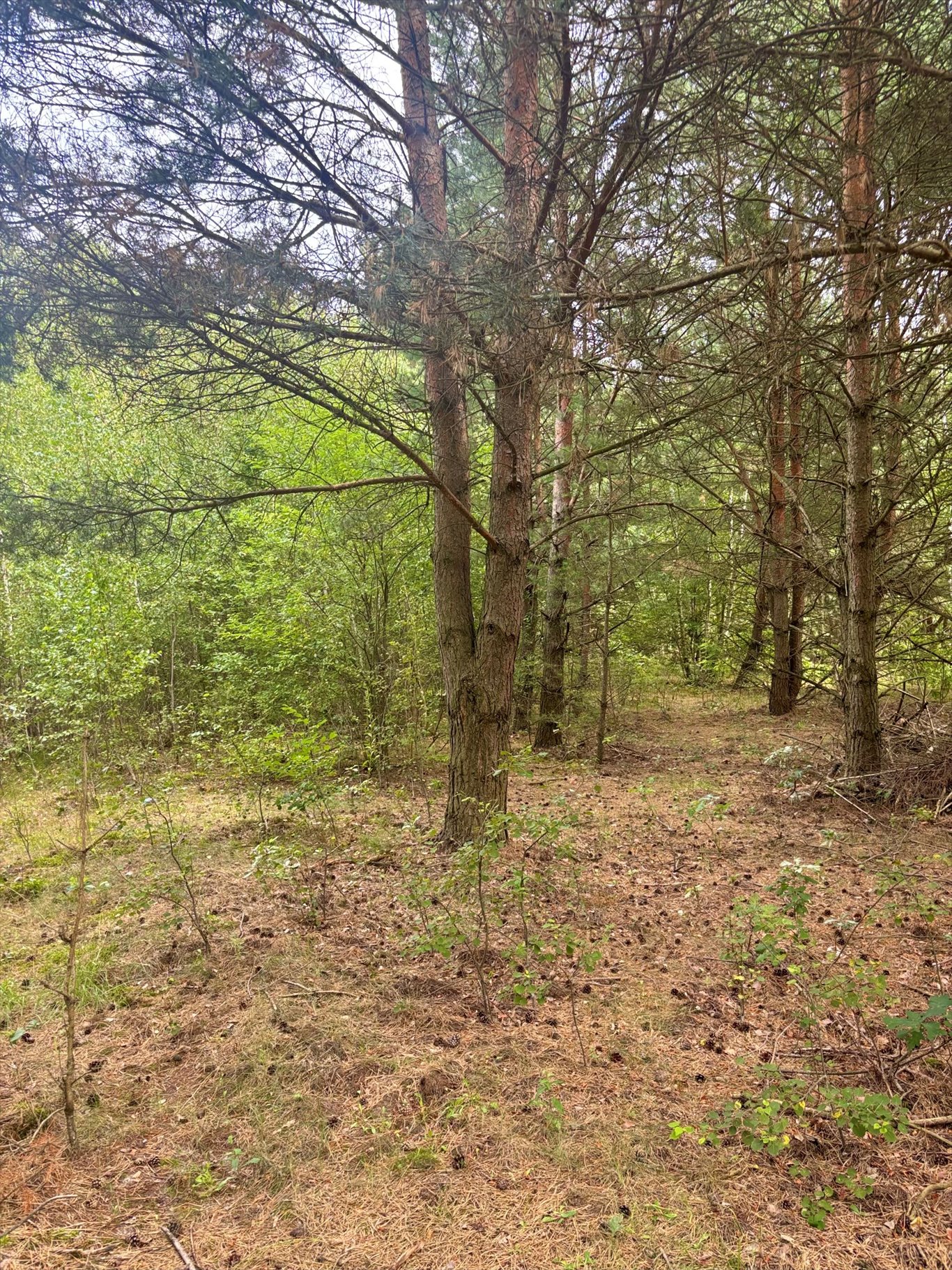 Sprzedam działkę rolną z potencjałem pod zabudowę w Mariewie Mariew, Wólczyńska  1 615m2 Foto 1