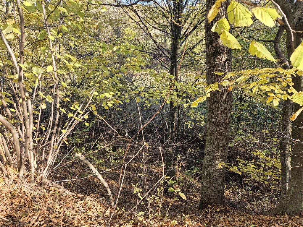 Działka rolna na sprzedaż Jasionka  7 000m2 Foto 12