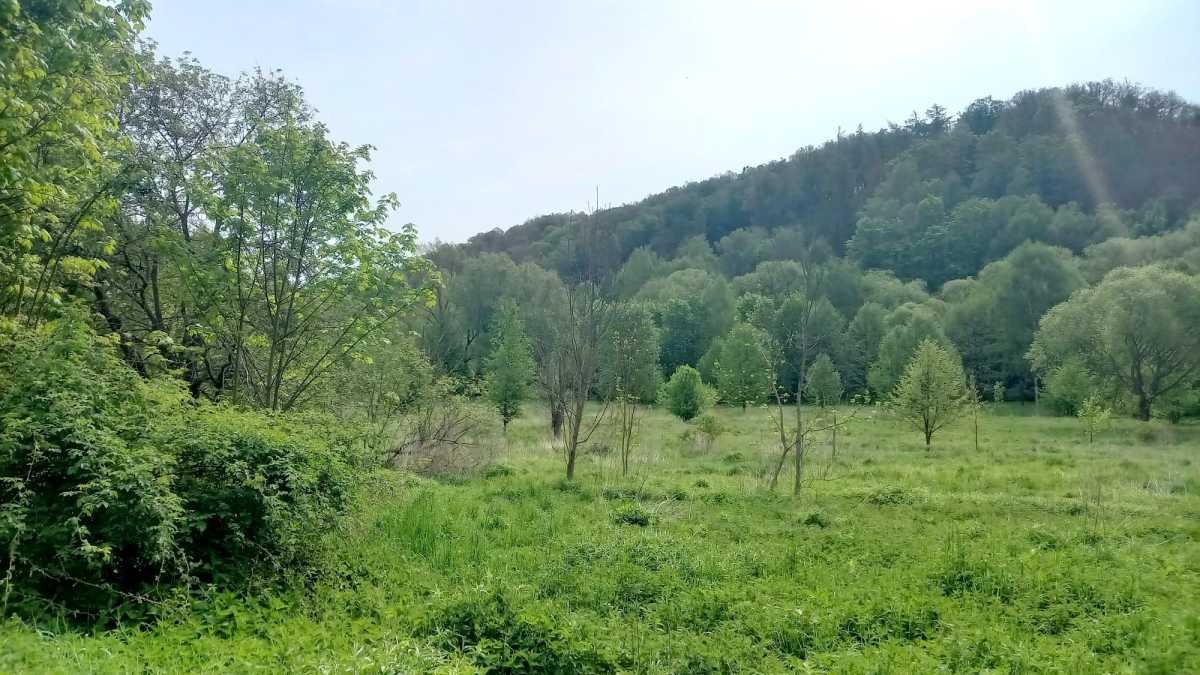 Działka 2,65 ha z lasem i stawem, blisko rzeczki Stare Bogaczowice, Chwaliszów  26 500m2 Foto 1