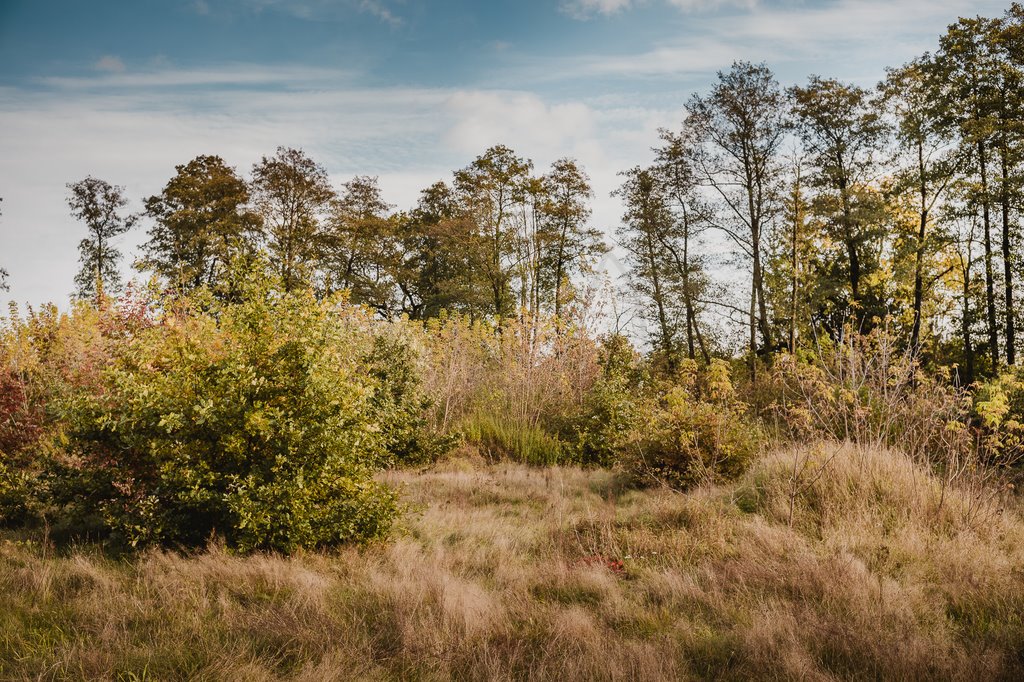 Działka budowlana na sprzedaż Chylice  9 500m2 Foto 2