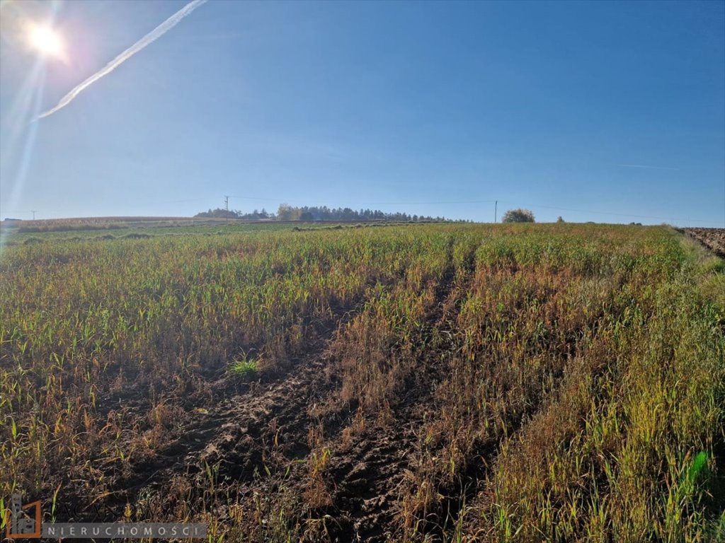 Działka rolna na sprzedaż Wilków  7 700m2 Foto 2