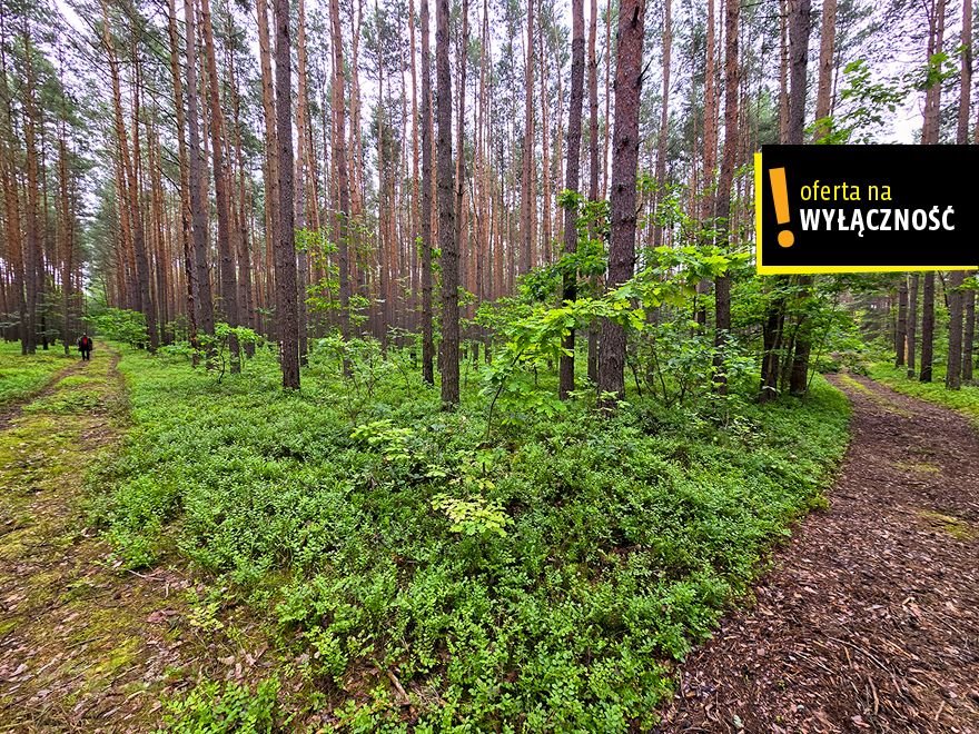 Działka leśna na sprzedaż Strzegomek  7 300m2 Foto 1