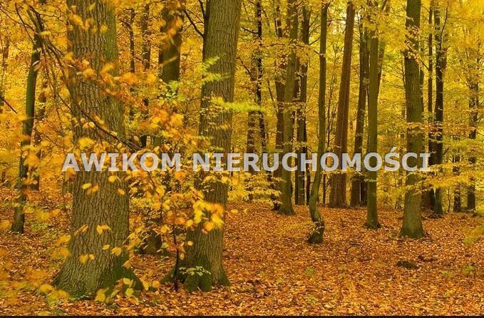 Las 1,38 ha z możliwością pozyskiwania drewna - polecam! Doleck  9 300m2 Foto 1