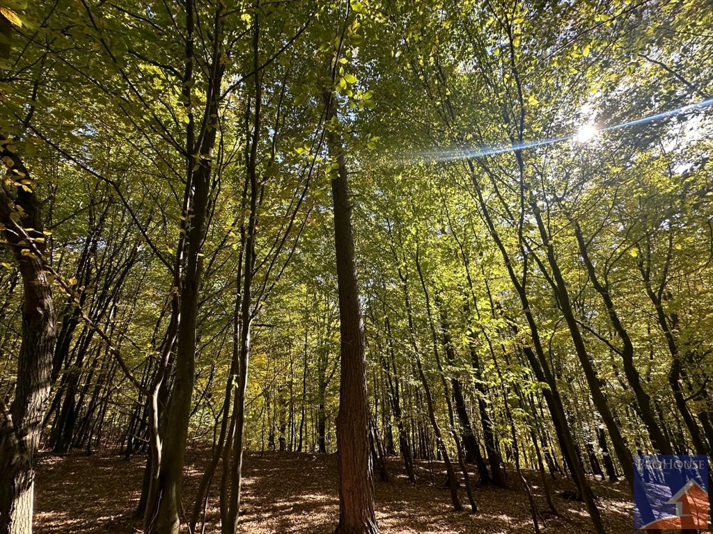 Działka budowlana na sprzedaż Młynne  21 444m2 Foto 3