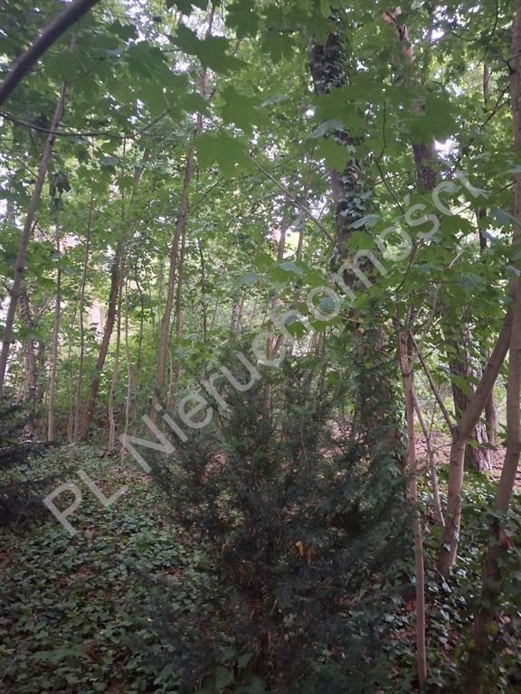 Działka 1827 m² w Milanówku, blisko PKP - polecam! Milanówek  1 827m2 Foto 1