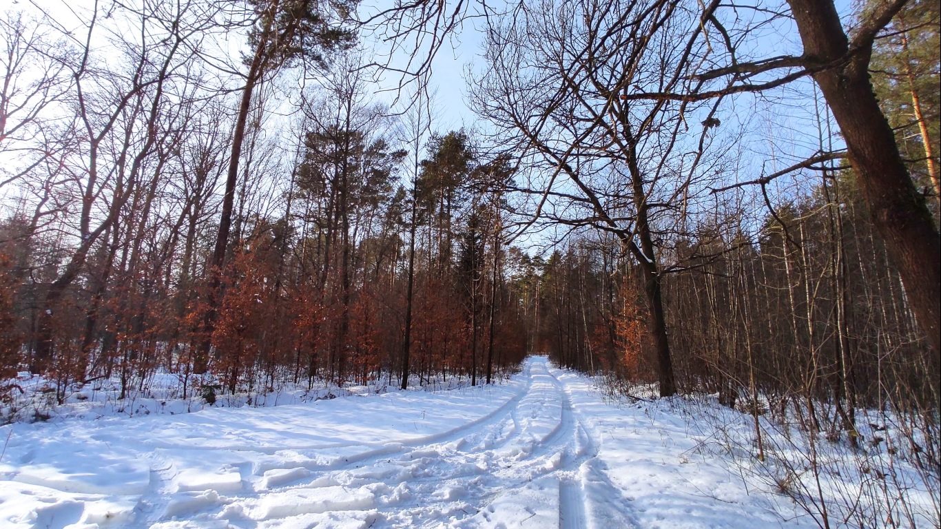 Działka siedliskowa na sprzedaż Janów Lubelski  172 850m2 Foto 6