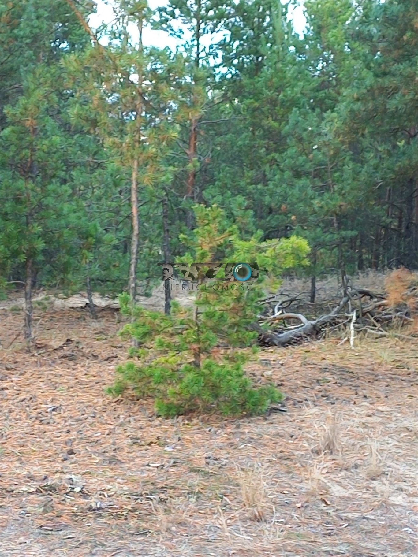 Działka budowlana na sprzedaż Michałów-Reginów, Michałów-Reginów, Lisia  2 500m2 Foto 6