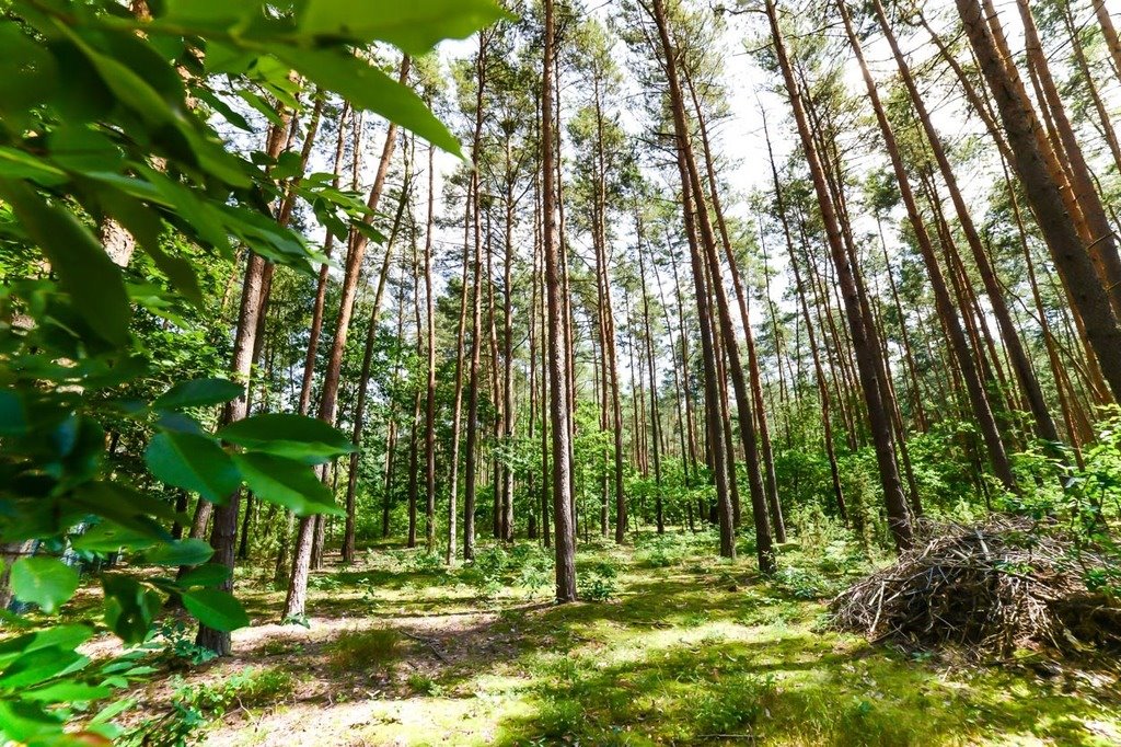 Działka 1999 m² w Poddębiu - potencjał rekreacyjny i inwestycyjny zapraszam Poddębie  1 999m2 Foto 1