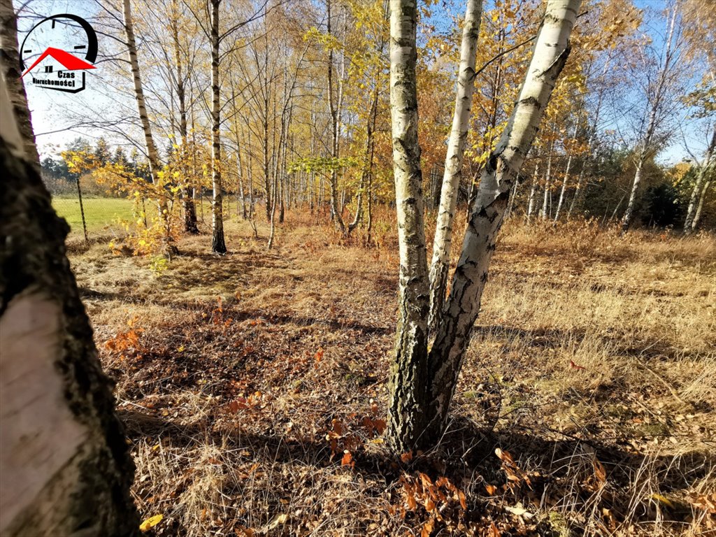 Działka gospodarstwo rolne na sprzedaż Orle  3 700m2 Foto 7