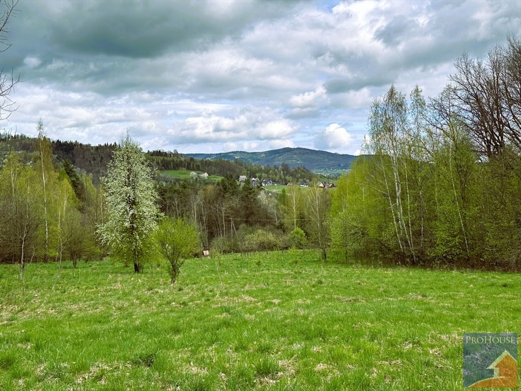 Działka inna na sprzedaż Lipowe  20 300m2 Foto 6