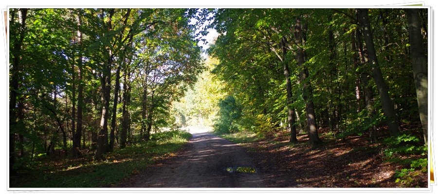 Działka rolna na sprzedaż Wejherowo, Śmiechowo, Fenikowskiego  8 970m2 Foto 16