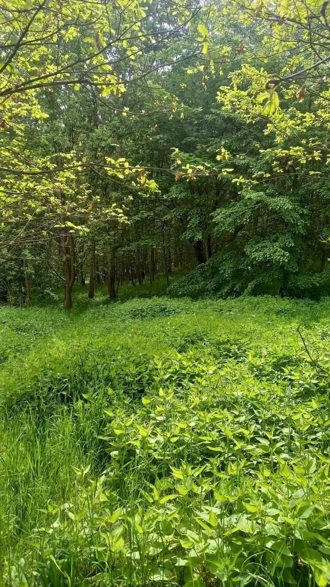 Działka gospodarstwo rolne na sprzedaż Stare Bogaczowice, Chwaliszów  26 500m2 Foto 4