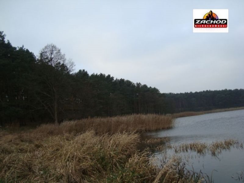 Zalesione działki przy Jeziorze Radgoskim, 20,3 ha Przytoczna  20 300m2 Foto 1