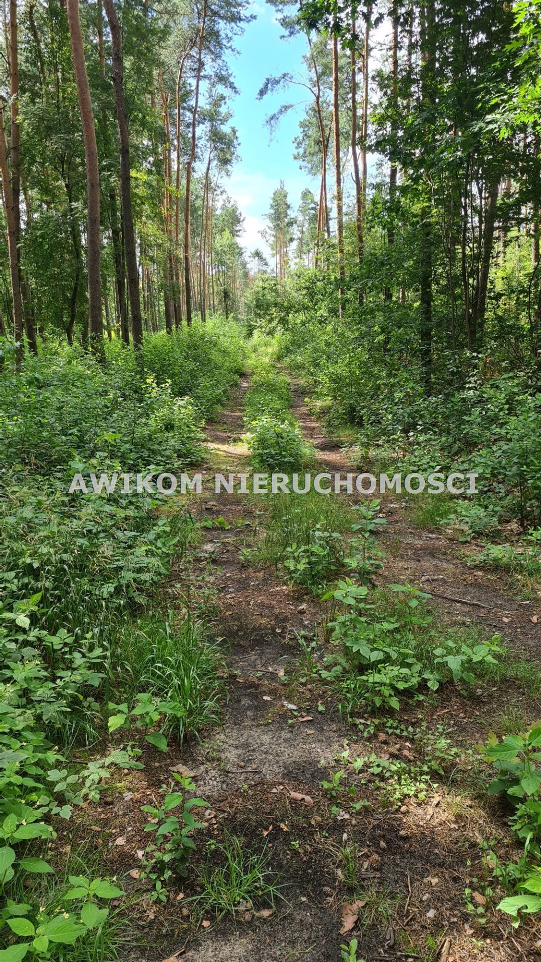 Działka leśna na sprzedaż Siestrzeń  11 500m2 Foto 4
