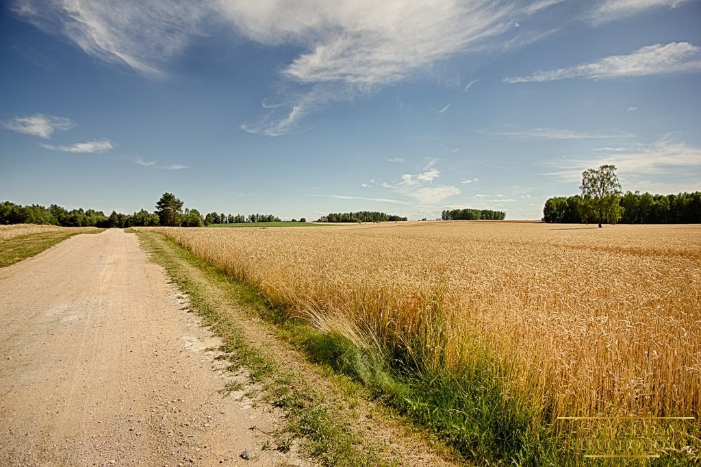 Działka siedliskowa na sprzedaż Miszkieniki Wielkie  89 000m2 Foto 16