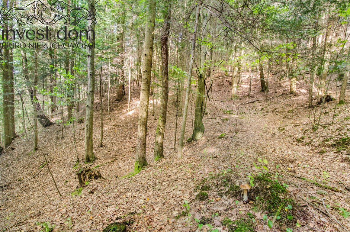 Działka leśna na sprzedaż Szerzyny  11 300m2 Foto 5