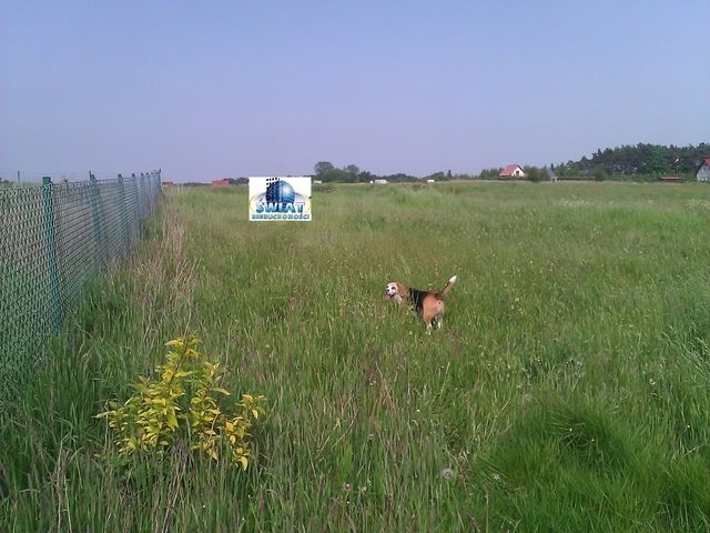 Działka rolna na sprzedaż Kołczewo  2 101m2 Foto 2