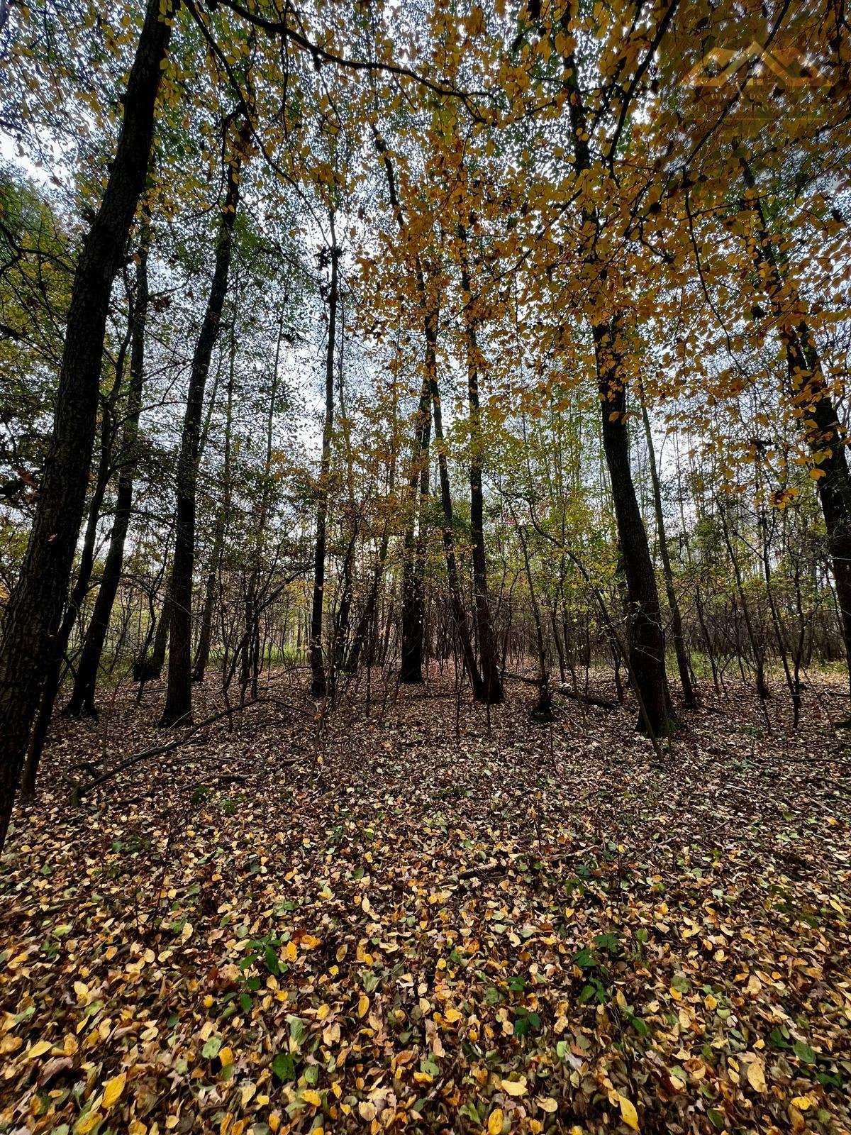 Działka budowlana na sprzedaż Biadoliny Radłowskie  6 800m2 Foto 6