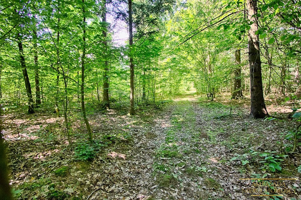 Działka siedliskowa na sprzedaż Miszkieniki Wielkie  89 000m2 Foto 6