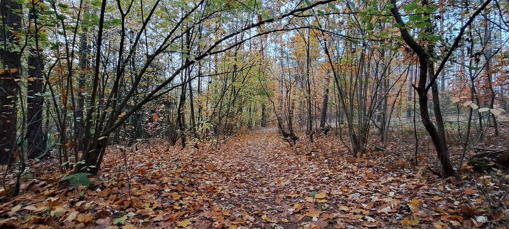 Działka leśna z prawem budowy na sprzedaż Piasutno  40 050m2 Foto 14