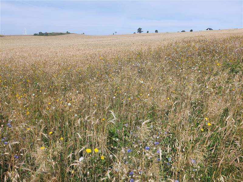 Działka inna na sprzedaż Zakrzewo, Zakrzewo  18 623m2 Foto 6