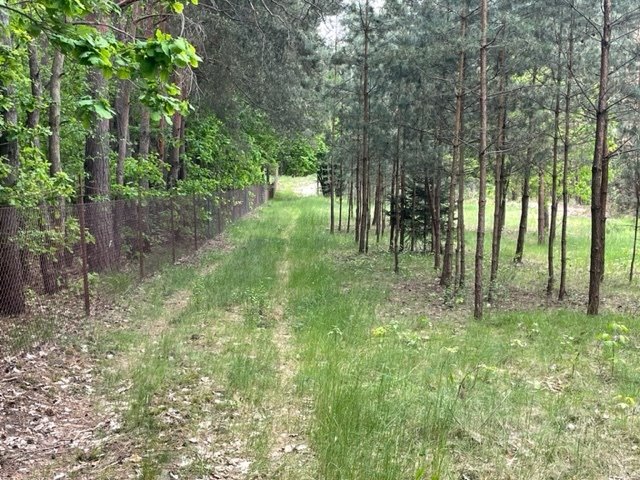 Działka budowlana na sprzedaż Ruda  7 200m2 Foto 15