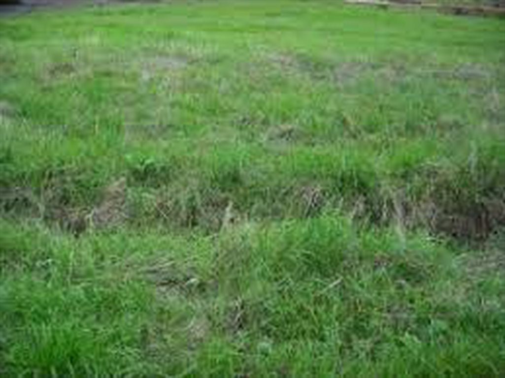 Działka budowlana na sprzedaż Gliwice, Stare Gliwice, ul. Wiejska 1 200m2 Foto 1 Działka budowlana na sprzedaż Gliwice, Stare Gliwice, ul. Wiejska 1 200m2 Foto 1