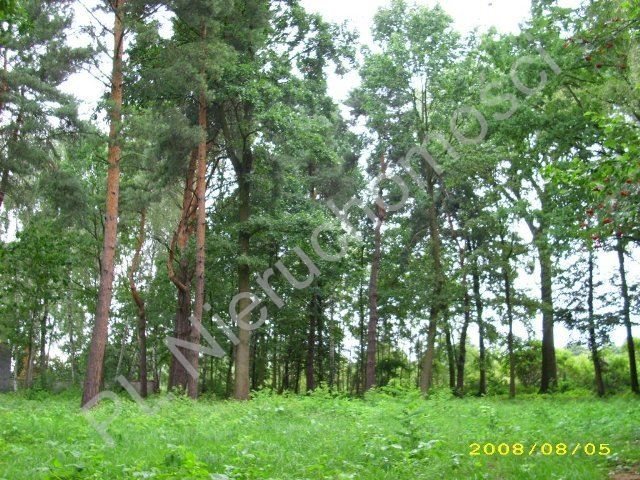 Działka budowlana na sprzedaż Brwinów 2 607m2 Foto 1 Działka budowlana na sprzedaż Brwinów 2 607m2 Foto 1