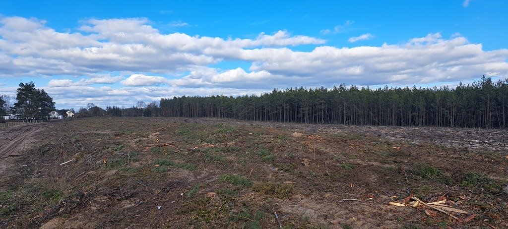 Dwie leśne działki po wycince, 47 154 m², Łaz Łaz  47 154m2 Foto 1