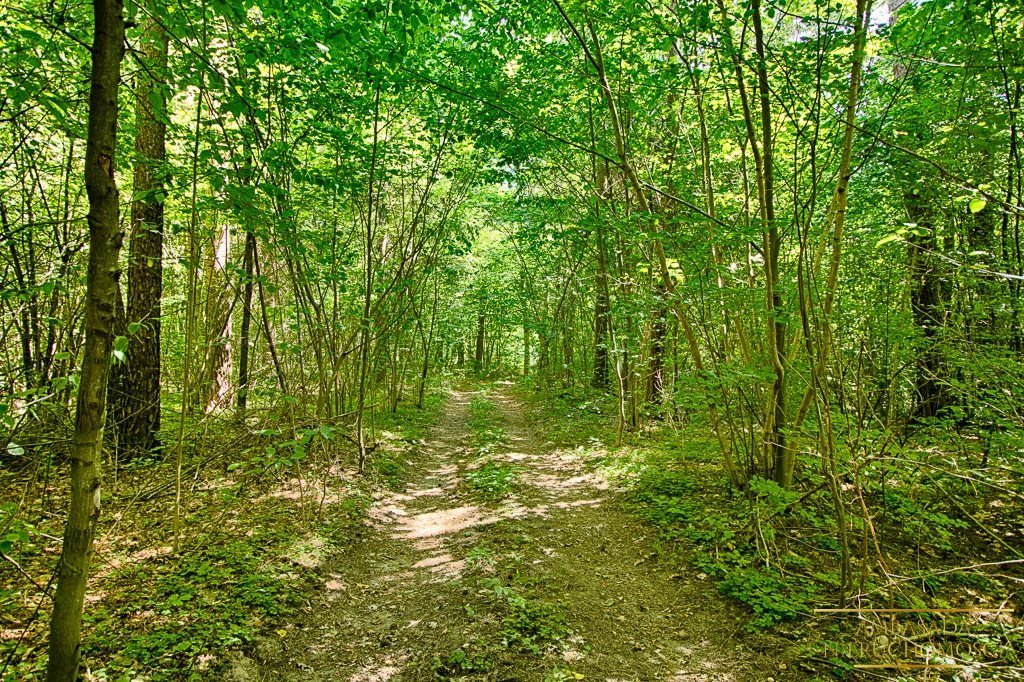 Działka rolna na sprzedaż Kuplisk, Kamienica  28 000m2 Foto 8