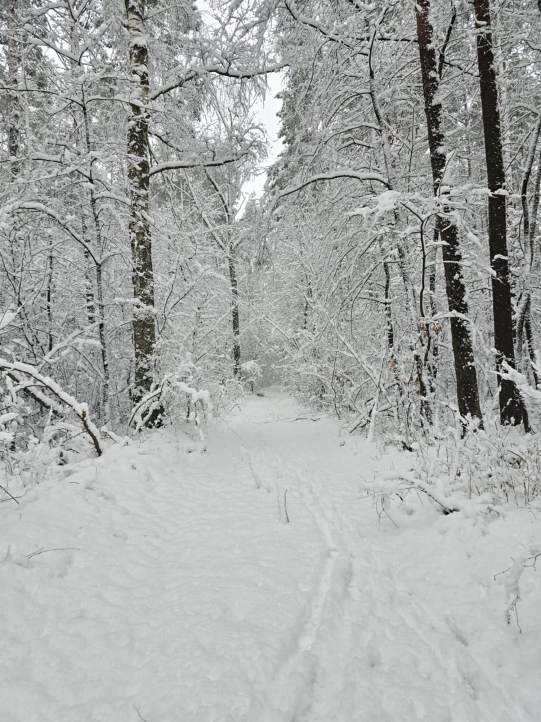 Działka leśna na sprzedaż Rekle  10 100m2 Foto 1