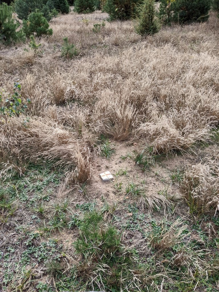 Działka rolna na sprzedaż Chełsty  3 000m2 Foto 6