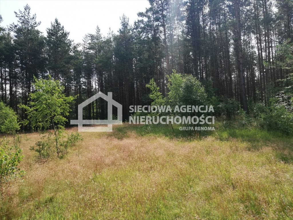 Działka 6400 m² w lesie, idealna pod rekreację Przodkowo  6 400m2 Foto 1