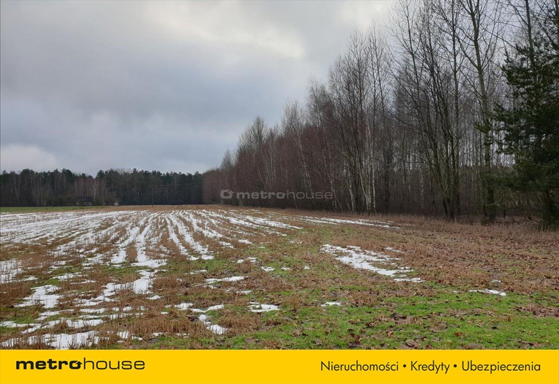 Działka leśna na sprzedaż Wojnów  22 000m2 Foto 2