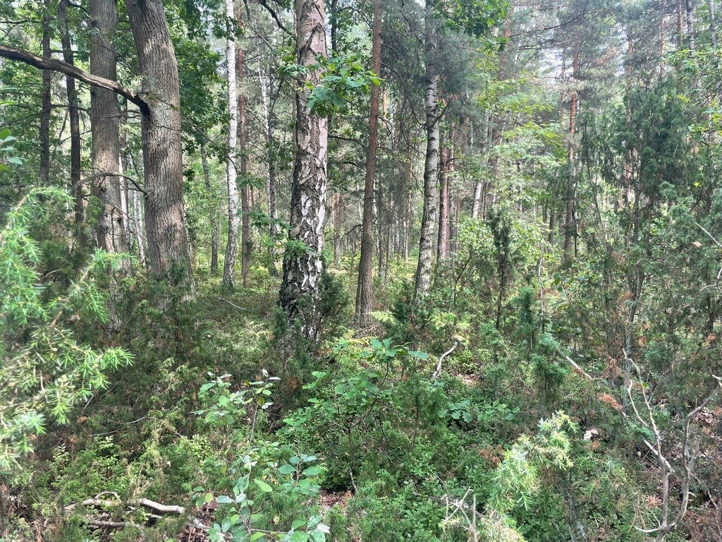 Działka budowlana na sprzedaż Ruda  1 500m2 Foto 5