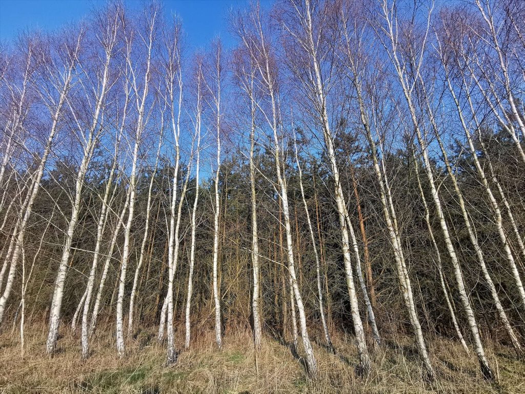 Działka leśna na sprzedaż Czyżkowo, Czyżkowo  18 900m2 Foto 7