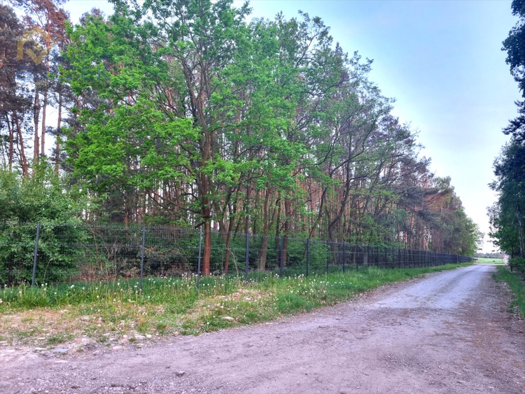 Działka leśna na sprzedaż Altanka  3 059m2 Foto 2