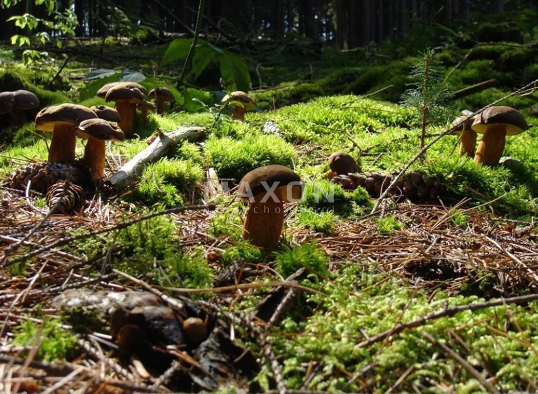 Działka budowlana na sprzedaż Arciechów  3 500m2 Foto 5