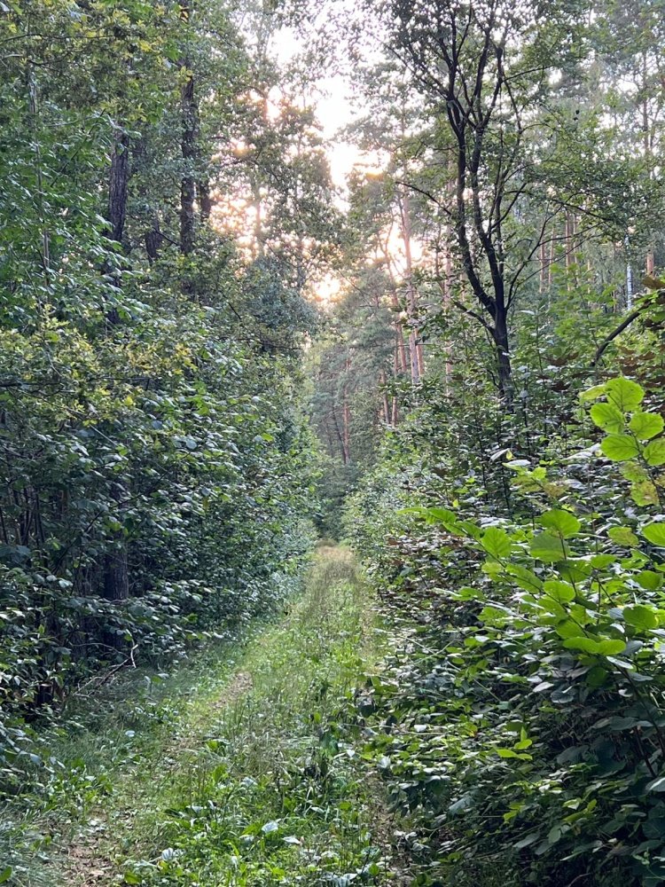 Działka inwestycyjna na sprzedaż Wodzierady, Wodzierady  45 094m2 Foto 10