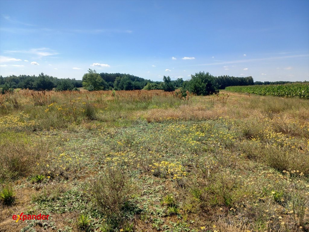 Działka 2,03 ha w Blinno z możliwością dokupienia sąsiedniej Blinno  20 300m2 Foto 1