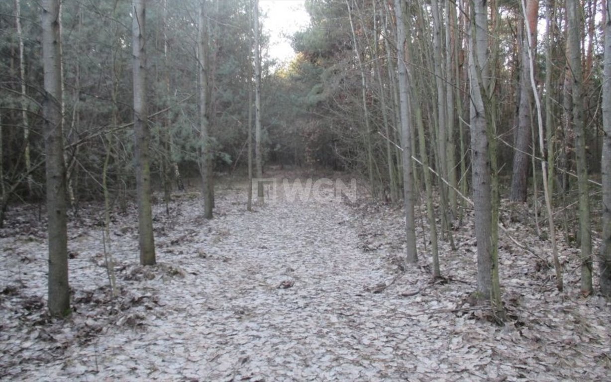 Działka leśna na sprzedaż Pradła, Pradła  1 050m2 Foto 3