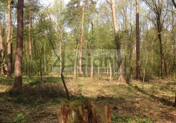 Do sprzedania działka 12 000 m² z mediami w Sękocinie-Las Sękocin-Las  12 000m2 Foto 1