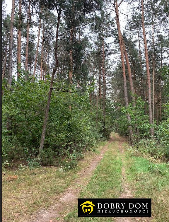 Dwie leśne działki w Dąbrowie-Łazy, 8 340 m², dojazd asfaltowy Dąbrowa-Łazy  8 340m2 Foto 1