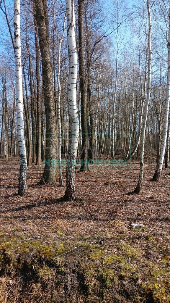 Działka leśna z prawem budowy na sprzedaż Jaktorów  8 700m2 Foto 16