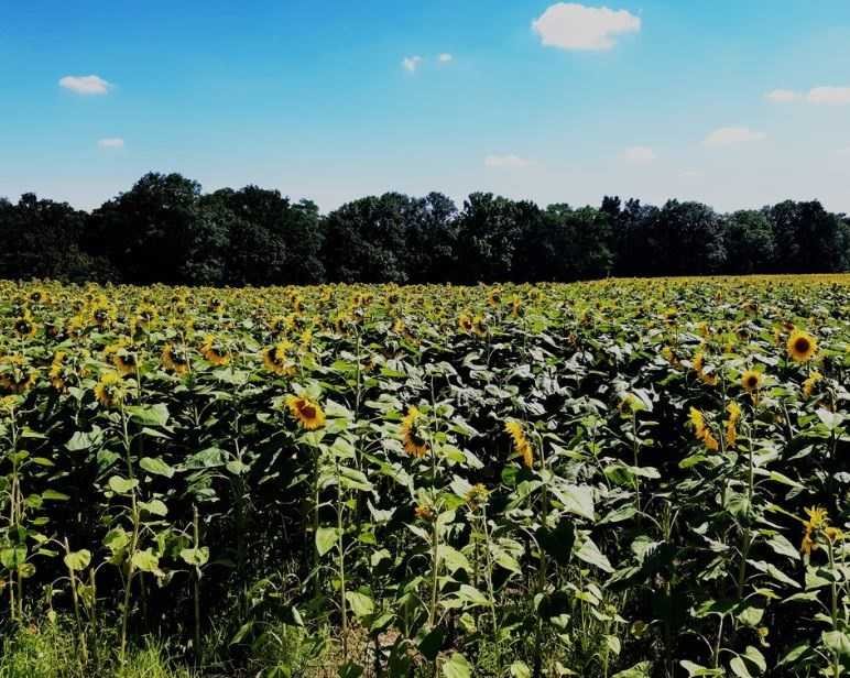 Działka budowlana na sprzedaż Ciepłowody, Jakubów  4 440m2 Foto 1