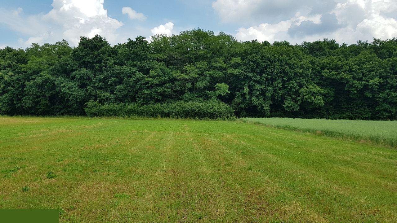 Działka budowlana na sprzedaż Chobot  4 900m2 Foto 2