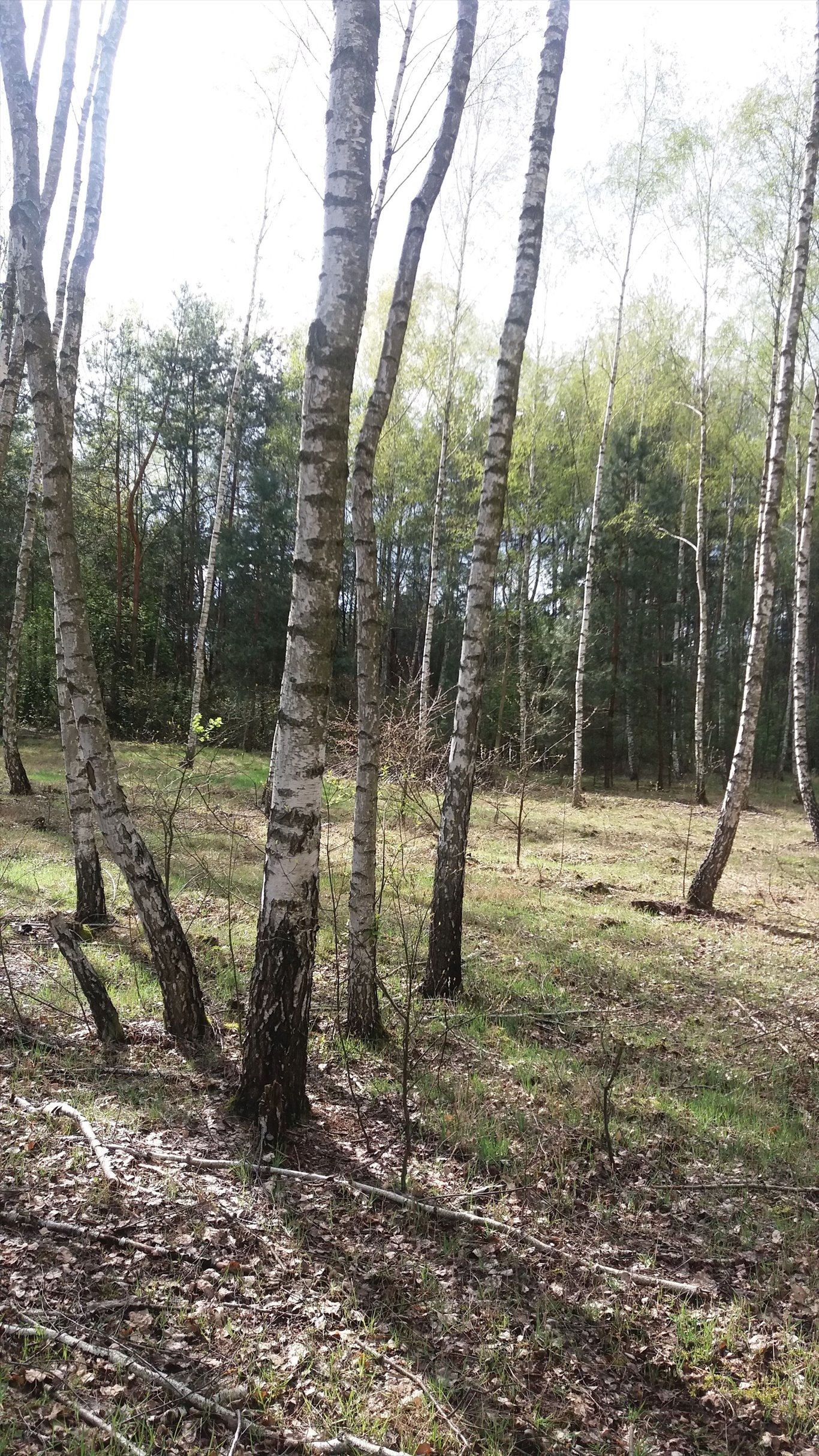 Działka 7400 m² z dostępem do drogi, możliwość budowy domu Ksiazenice, Al.Olszowa  7 400m2 Foto 1