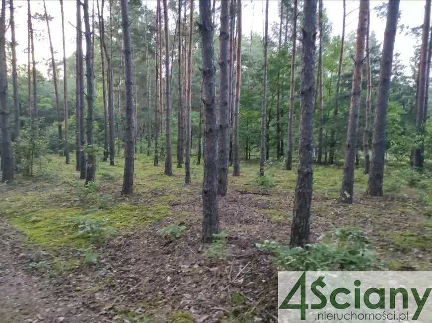 Działka rekreacyjna na sprzedaż Stare Załubice  3 000m2 Foto 13