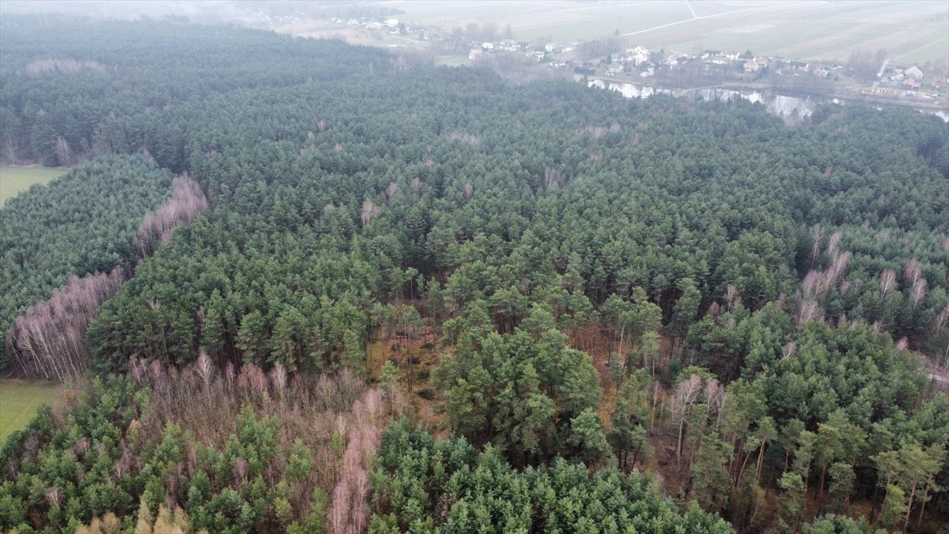Działka leśna na sprzedaż Gorzakiew  27 000m2 Foto 5